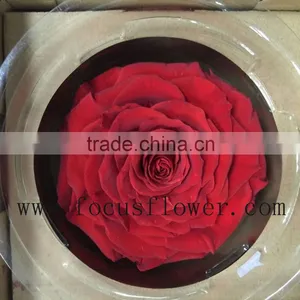 Long Stem Valentine's Day Gifts Party Rose Preserved Fresh Flower From China thumbnail-1