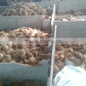 Fresh Coconuts thumbnail-3