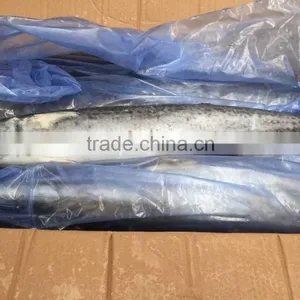 Sea Frozen Fresh Spanish Mackerel For Sale thumbnail-3