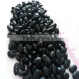 Black Bean thumbnail-2