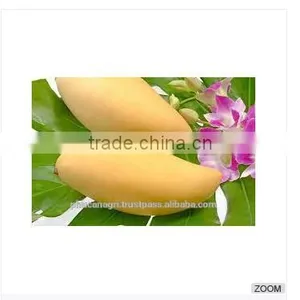 Vietnam Mango -VHT and Irradiation Treatment- (Cat Chu and Hoa Loc) With Good Price thumbnail-1