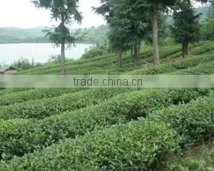 Hefei Wonfa Tea Import And Export Co., Ltd. company overview - view 2 thumbnail
