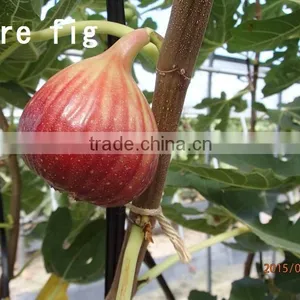 Pure Blueberry Jam Made in Japan thumbnail-3