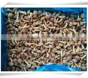 Material of Soup/nourishment Food /health Food Mushroom thumbnail-4