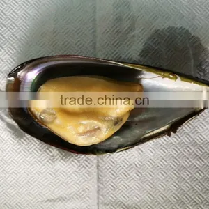 Cooked High Quality Half Shell Mussel for Hot Sale thumbnail-3