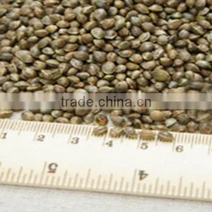 GMP & ISO Approved Pure Hemp Seed Oil Essential Oil thumbnail-4