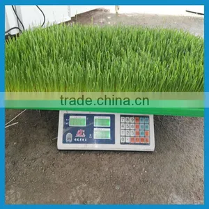 New Type Automatic Barley Sprout Machine thumbnail-1