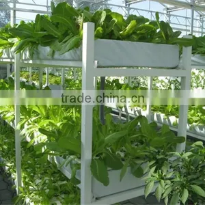 Agricultural Greenhouses Type Commercial Hydroponics Greenhouse thumbnail-4