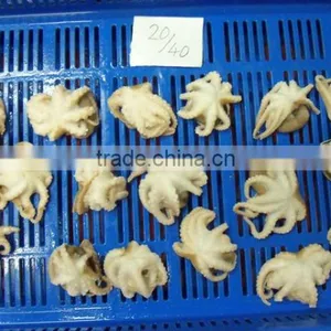 Frozen Octopus Whole Cleaned thumbnail-2