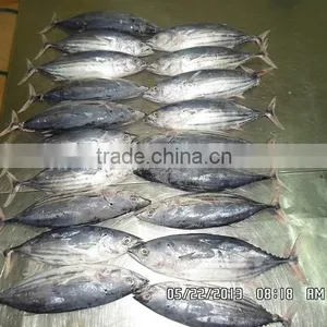 Katsuwonus Pelamis thumbnail-5
