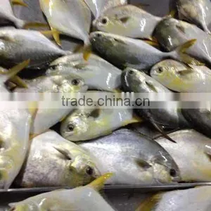 Silver Pomfret Fish thumbnail-1