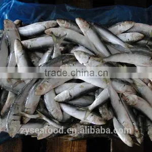 Canned Fish Frozen Sardine Fish thumbnail-4