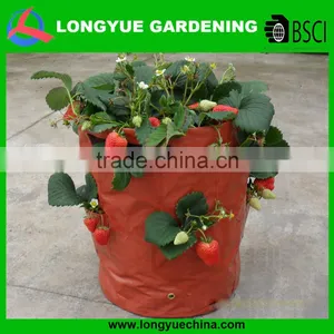 Strawberry Grow Bag Strawberry Plants Containers thumbnail-1