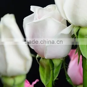 Color Wholesale Fresh Cut Flowers High Grade Cut Fresh Pink Avalache Roses Flowers Climbing Roses thumbnail-4