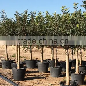 CERATONIA SILIQUA "Carob Tree" thumbnail-2