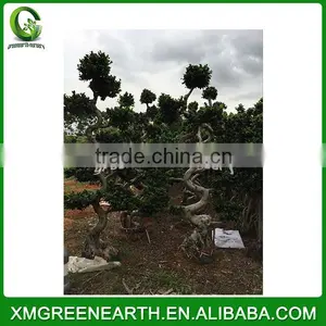 Ficus Microcarpa S Shape 1.8-2m thumbnail-2
