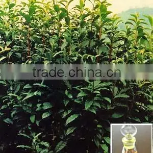Factory Price Organic Food/comestic Tea Tree Oil thumbnail-1