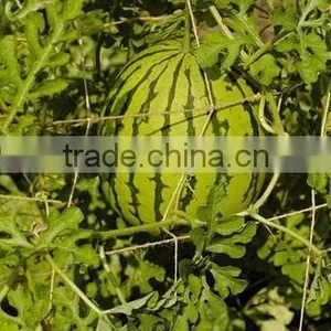 LEAN-TO TRELLIS REPLACEMENT TWINE thumbnail-5