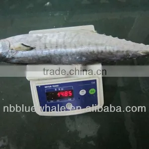 Scomberomorus Niphonius Mackerel thumbnail-1