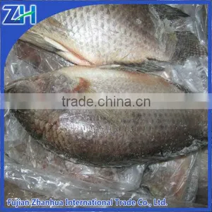 Frozen Live Black Tilapia Fish GS thumbnail-1