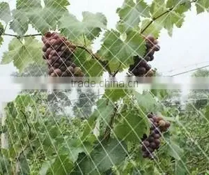 100% PP Plastic Fruit Cage Roof Netting/Fruit Protection Net thumbnail-2