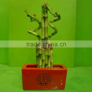 Curly Spiral Lucky Bamboo Arrangement Dracaena Sanderiana Indoor Ornamental Aquatic Feng Shui Plants Nursery Garden Decoration thumbnail-3