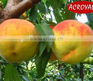 Fruit Fillings/Peach Pie Filling or Topping thumbnail-4