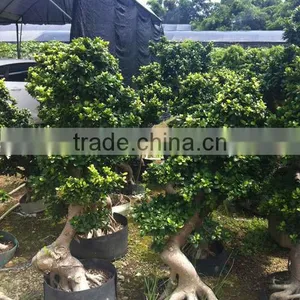 Ficus Mircrocarpa thumbnail-1