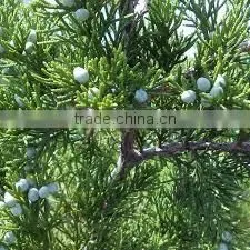 CEDARWOOD TERPENES (CUPARENE) thumbnail-5