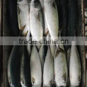 Frozen Pacific Mackerel New Fish Pacific Mackerel Good Quality thumbnail-1
