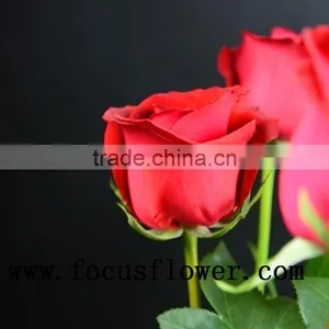 100% Percent Fresh Cut Jasmine Flower Price Rose Wholesale Carola With 0.6-0.8kg From Kunming thumbnail-3