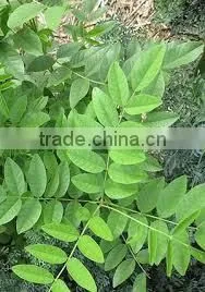 Glycyrrhiza Glabra thumbnail-4