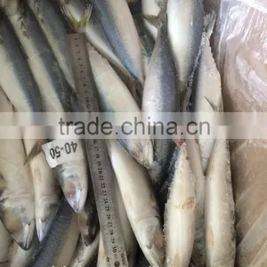 Landing Frozen Pacific Mackerel With Size 80-100 Pcs / 10kg thumbnail-3