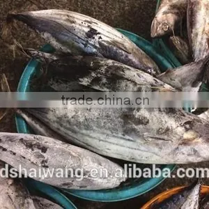 Frozen Seafood Skipjack Tuna Fish Sale With Size 300 - 750g + thumbnail-4
