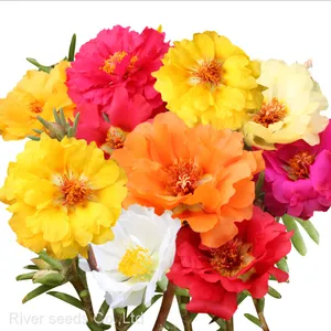 500g Bulk Sale Moss Rose Purslane Seed Double Mix Portulaca Flower Seeds for Planting thumbnail-1
