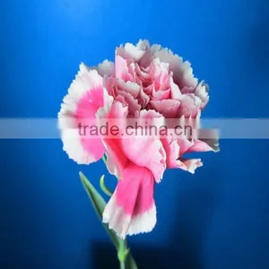 China Wholesale Wide Varieties New Coming Fresh Cut Carnation Flower thumbnail-2