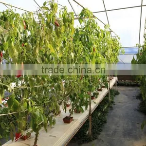 Venlo Garden Greenhouse for Mushroom thumbnail-5