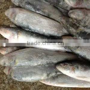 New Caught Whole Round Frozen Sardine 8-10pcs/kg for Market thumbnail-3