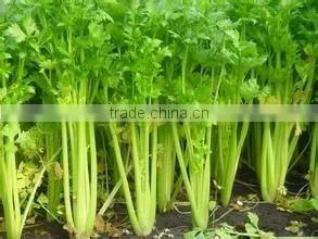Chinese Fresh Celery thumbnail-1