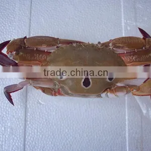 Wholesale High Quality Frozen Three Spotted Crab thumbnail-1