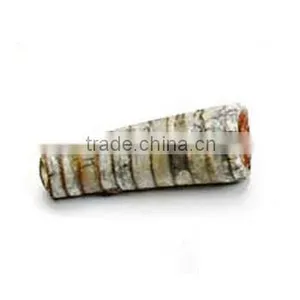 Fossil Specimens, Nautiloid thumbnail-1