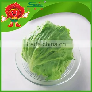Iceberg Lettuce for Export Led Grow Lights for Lettuce thumbnail-2