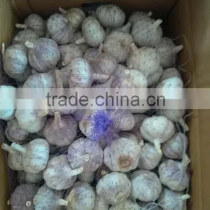 New Crop Garlic 2016 thumbnail-4