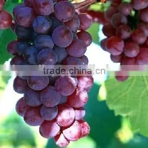2016 High Germination Rate Grape Seed For Growing thumbnail-4