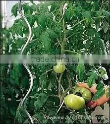 Spiral Tomato Support thumbnail-1