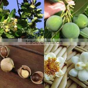 Top Grade Professional Calophyllum Inophyllum Seed Oil Press Machine thumbnail-2