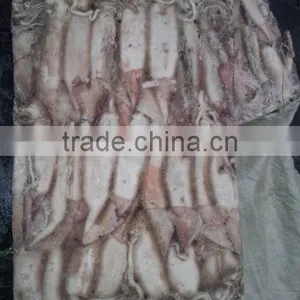 Frozen Whole Round Squid Todarodes Pacificus thumbnail-5