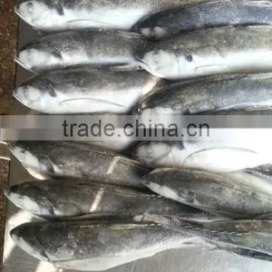 Sea Frozen Jack Mackerel Whole Round thumbnail-1