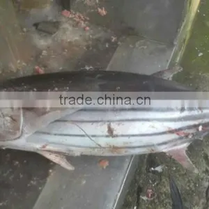 Skipjack Tuna thumbnail-1