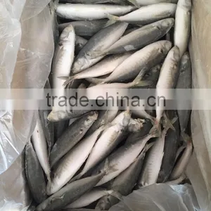 IQF Light Caught Frozen Round Scad Frozen Horse Mackerel thumbnail-2